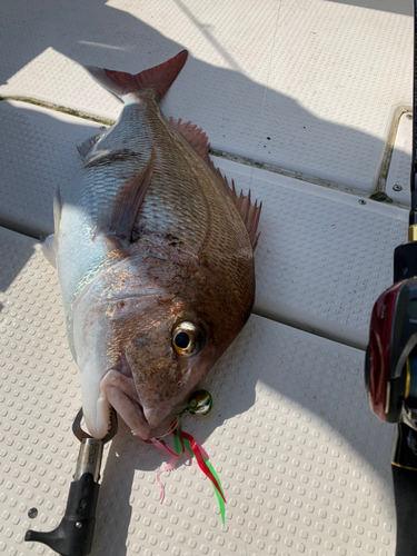 マダイの釣果