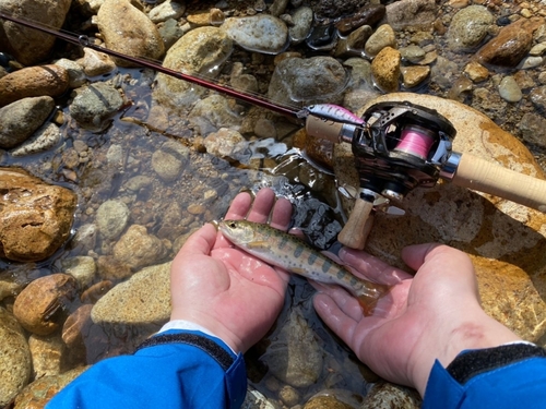 ヤマメの釣果