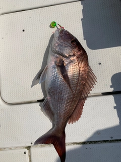 マダイの釣果