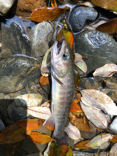 イワナの釣果