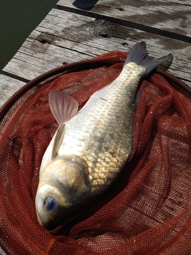 ヘラブナの釣果