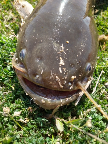 ナマズの釣果