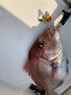 マダイの釣果