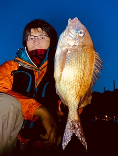 マダイの釣果