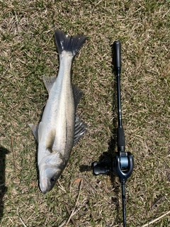釣果