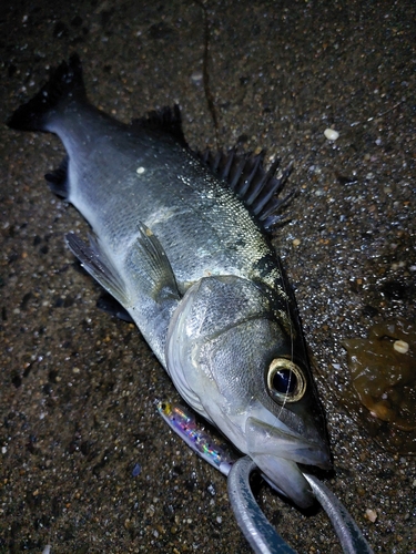 スズキの釣果