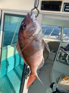 マダイの釣果