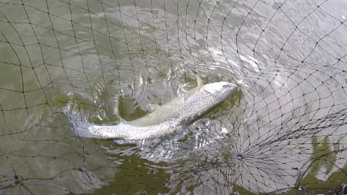 ニジマスの釣果