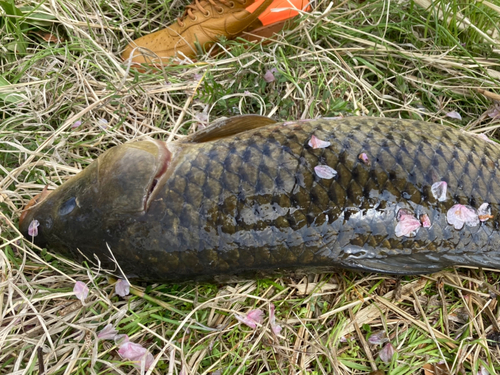 コイの釣果