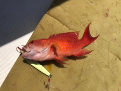 オジロバラハタの釣果