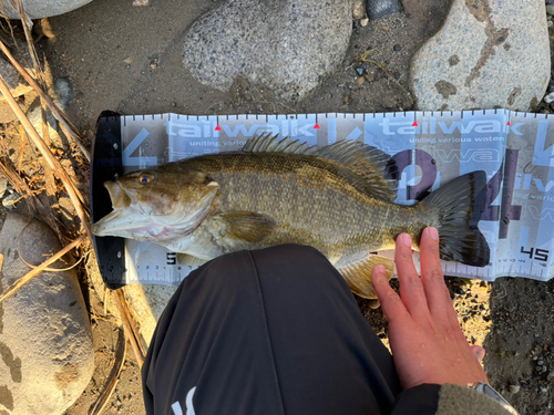 スモールマウスバスの釣果