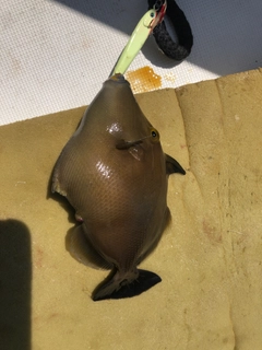 メガネハギの釣果