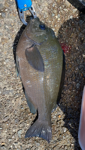 メジナの釣果