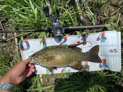 スモールマウスバスの釣果