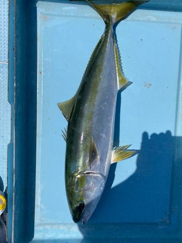 ハマチの釣果