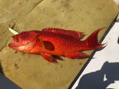 オジロバラハタの釣果