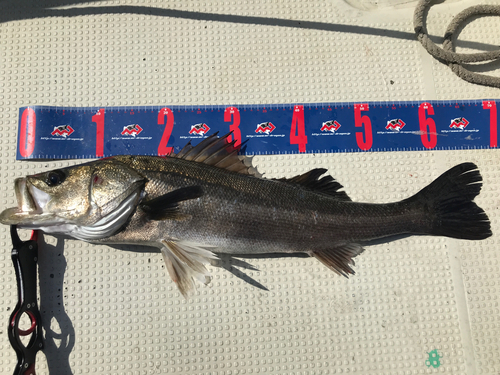 シーバスの釣果