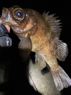 メバルの釣果