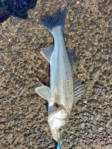 セイゴ（マルスズキ）の釣果