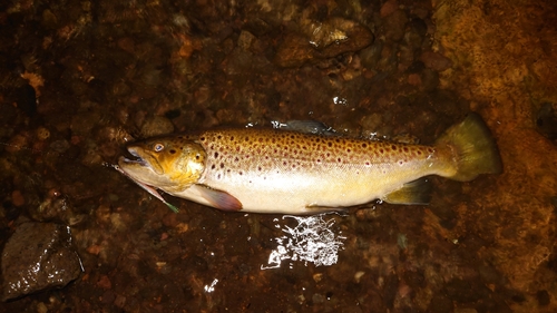 ブラウントラウトの釣果