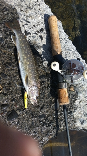 アメマスの釣果