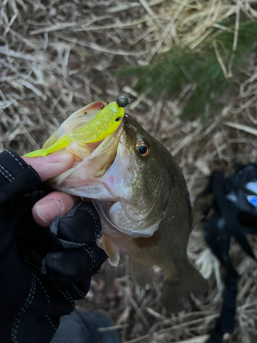 ラージマウスバスの釣果