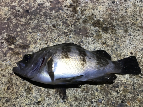 メバルの釣果