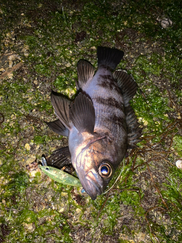 シロメバルの釣果