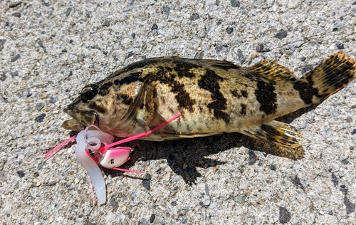 タケノコメバルの釣果