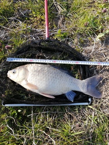 マブナの釣果