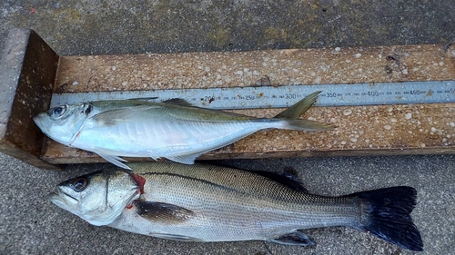 シーバスの釣果