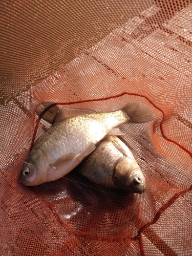 ヘラブナの釣果