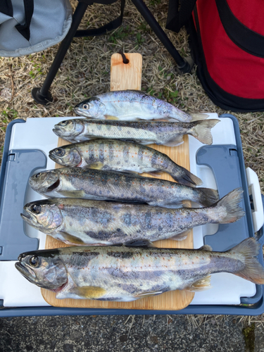 アマゴの釣果