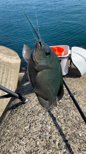 クロの釣果