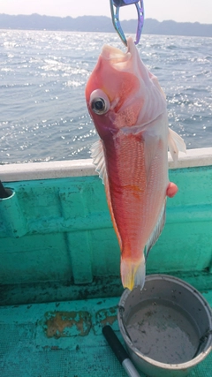 アマダイの釣果