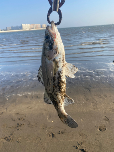 セイゴ（マルスズキ）の釣果