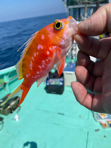 サクラダイの釣果