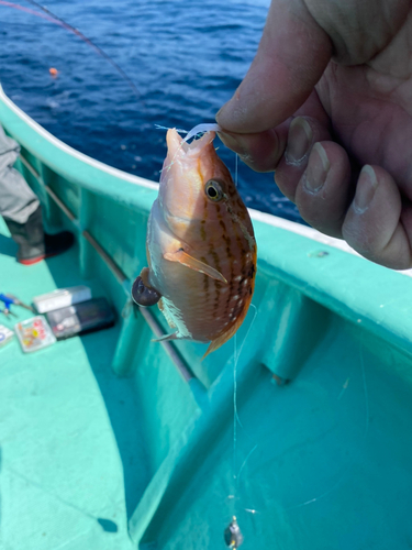 ホシササノハベラの釣果