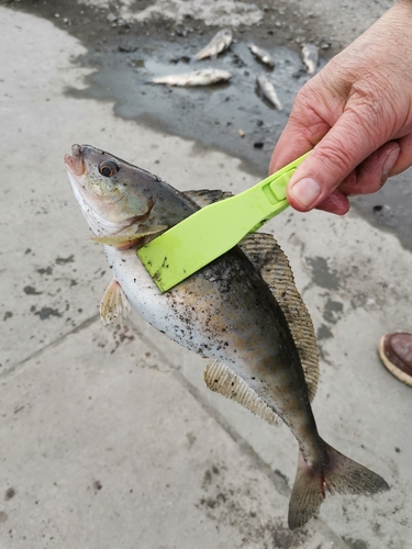 ホッケの釣果