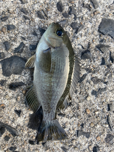 グレの釣果