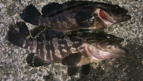 クエの釣果