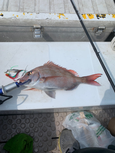 マダイの釣果