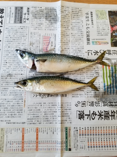 サバの釣果