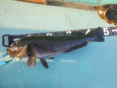 アイナメの釣果