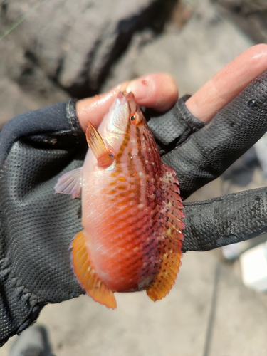 アカササノハベラの釣果