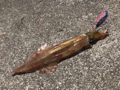 ヤリイカの釣果