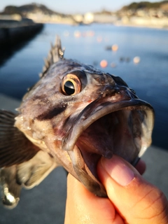 クロソイの釣果