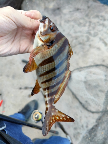 タカノハダイの釣果