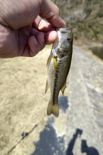 ラージマウスバスの釣果