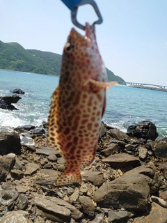 イシミーバイの釣果